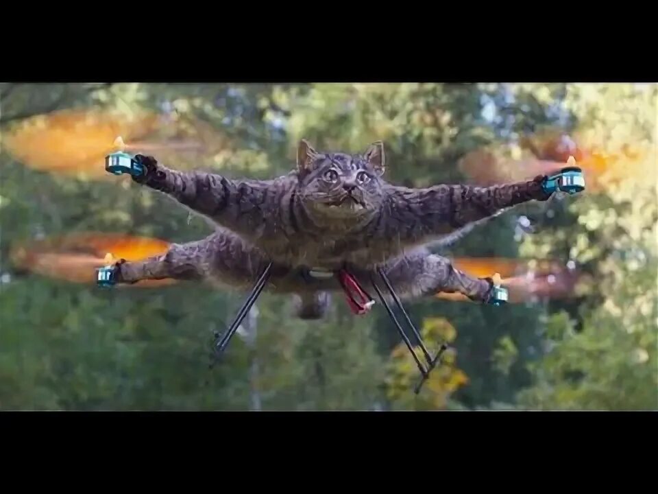 Кот дрон. Котокоптер. кот летает на дроне. 3 кота квадрокоптер. орвилл коптер из кота.