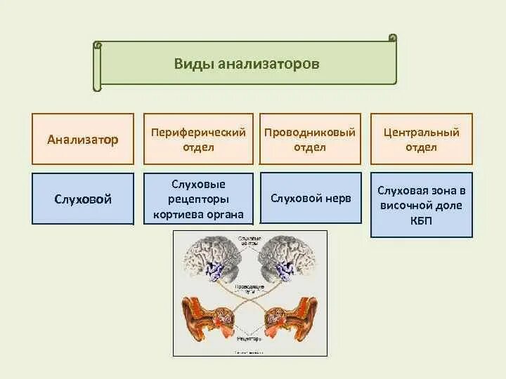 Кбп биология. Периферический проводниковый Центральный отделы анализаторов. Анализаторы периферический отдел проводниковый отдел. Периферический анализатор строение. Периферический отдел проводниковый отдел Центральный отдел.