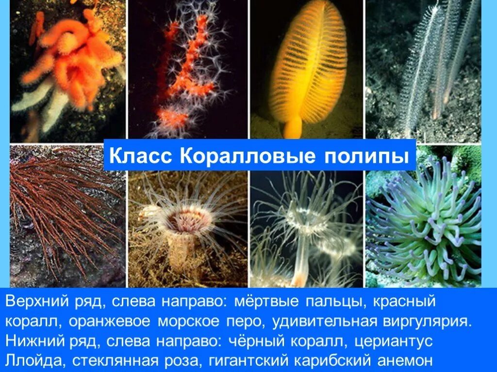 Многообразие кишечнополостных. Класс коралловые полипы (Anthozoa). Тип Кишечнополостные класс коралловые полипы. Шестилучевые коралловые полипы. Общая характеристика коралловых полипов.