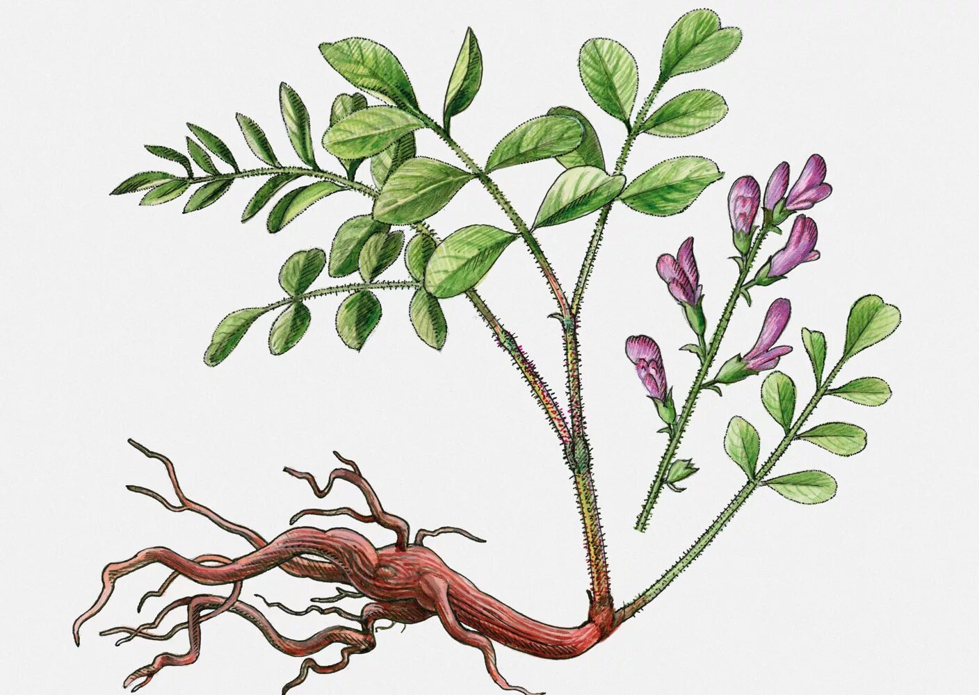 Как выглядит растение солодка. Солодка Glycyrrhiza glabra. Солодка Уральская (Glycyrrhiza uralensis). Glycyrrhiza glabra корень солодки. Корень солодки, Солодка Уральская, лакричник.