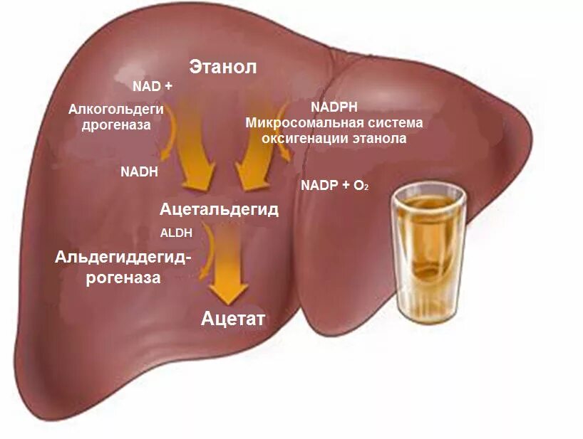 Печень лечение правильная