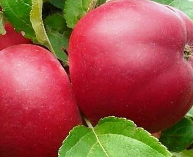 Яблоня зимняя сладкая сорт. Сорта яблонь веньяминовское. яблоня веньяминовское. яблоня веньяминовское описание сорта. яблоня веньяминовское фото.
