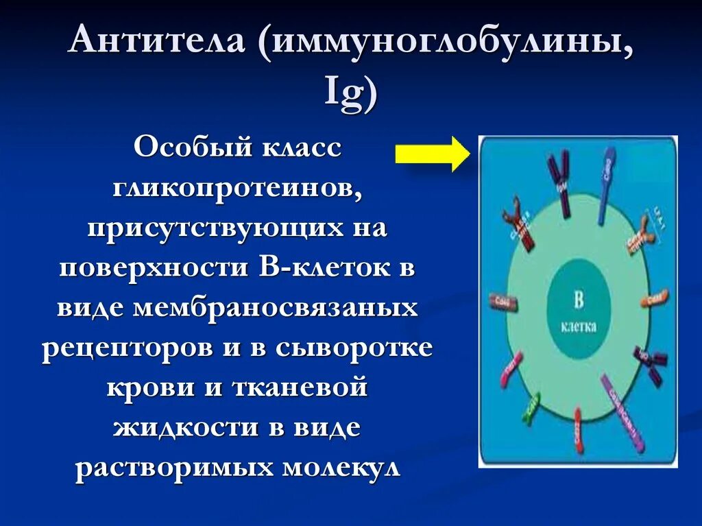 Иммунные антитела 1 4. Иммунитет антитела. Иммуноглобулин для иммунитета. Иммунный ответ иммуноглобулины. Иммуноглобулины это какой иммунитет.