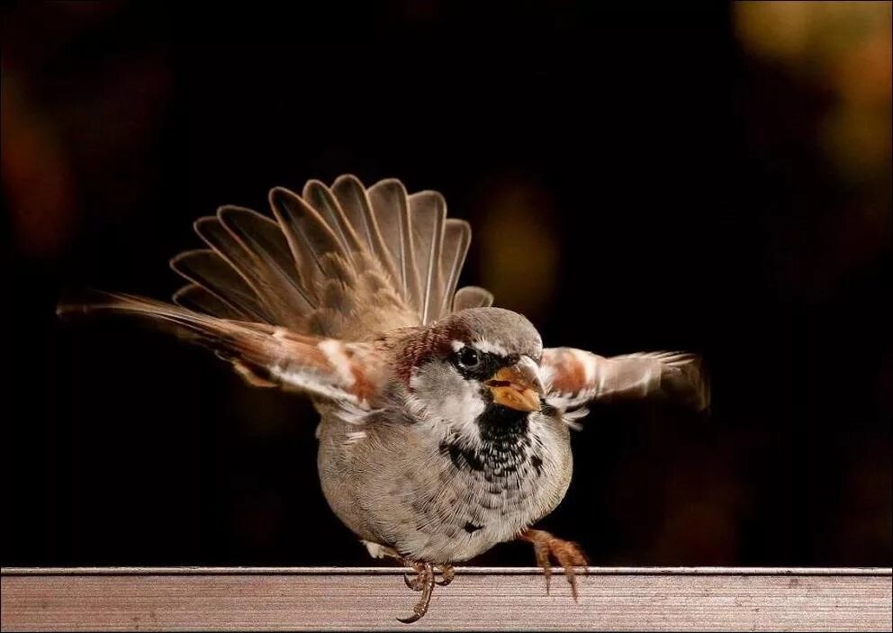 милые воробьи. смешной воробей. воробушек. нахохлившийся воробей. забавные воробьи.