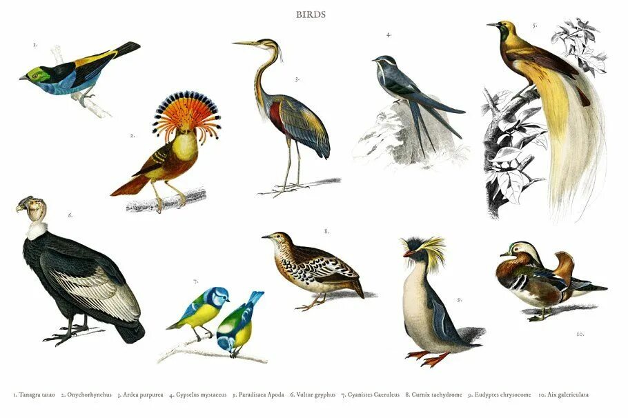 Types of Birds.