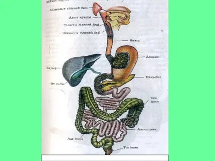 Xxx бейне фильмдер avi