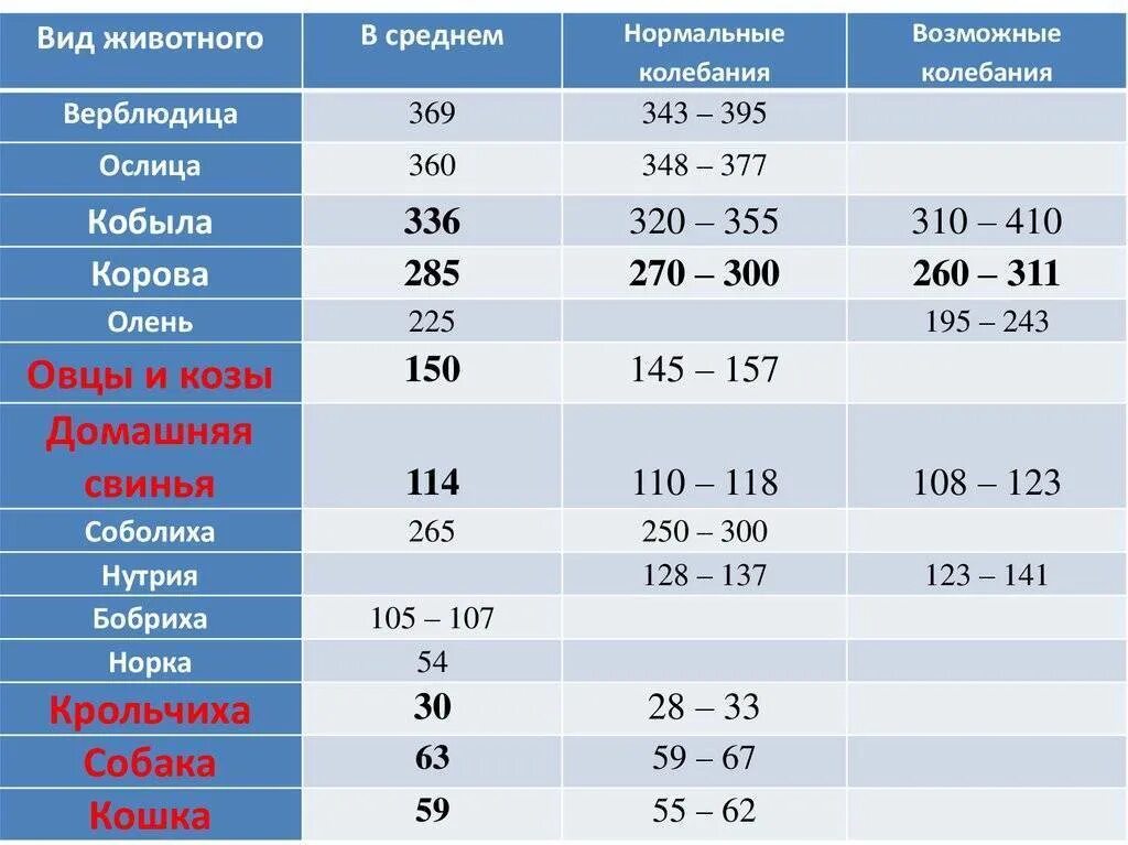 Течение беременности у человека месяцы. Беременность у коровы Продолжительность. Срок стельности коровы. Продолжительность стельности у коров. Срок беременности коровы.