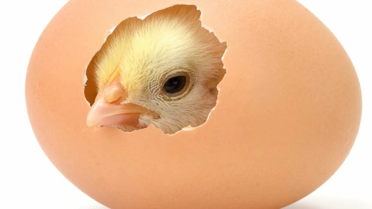 Hatching eggs. Бройлер Кобб 500. Яйцо цыпленок. Я цыпленок. Цыпленок вылупляется из яйца.