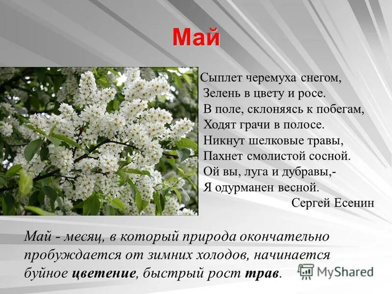 Есенин стих сыплет черемуха. Стихотворение есенина сыплет черемуха. Стих есенина сыплет черёмуха снегом. Сыпь черемуха снегом. Сыплет черёмуха снегом есенин.