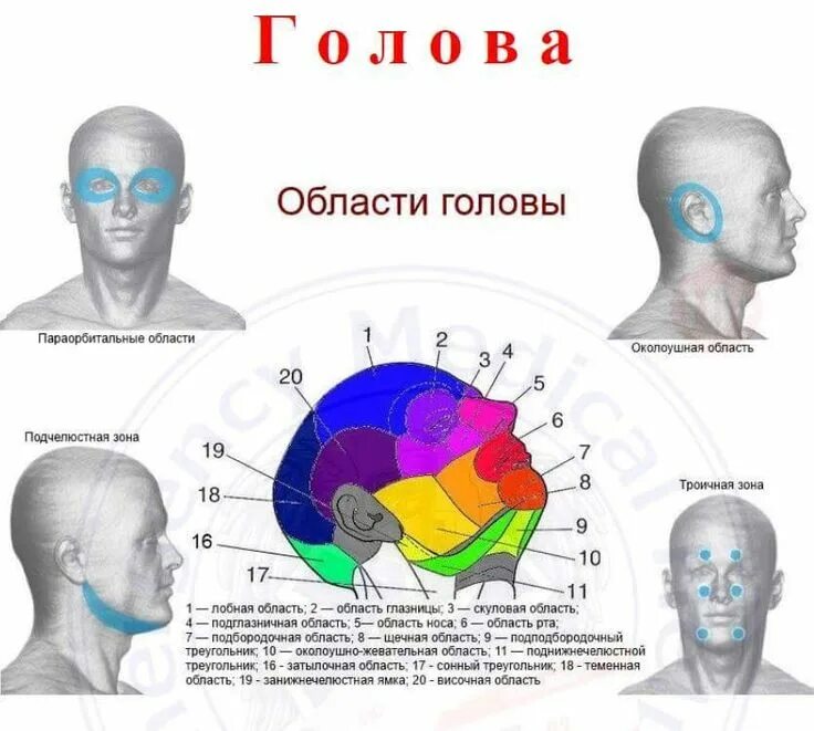 Лицо часть головы человека. Теменная область головы и затылочная часть головы. Теменная область лобная области головы. Строение затылка головы. Части человеческой головы.