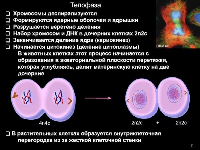 Сколько хромосом в яичниках. Цитокинез набор хромосом. Телофаза набор хромосом. Телофаза и цитокинез. Телофаза 2 хромосомы набор.