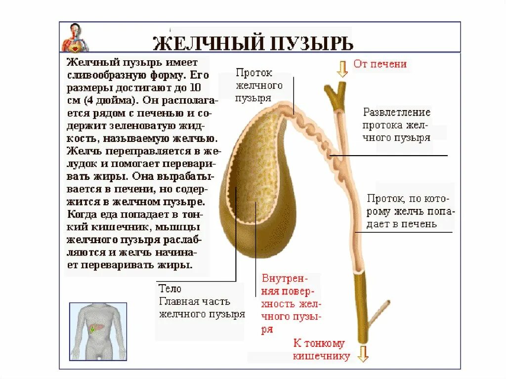 Масло для желчного пузыря