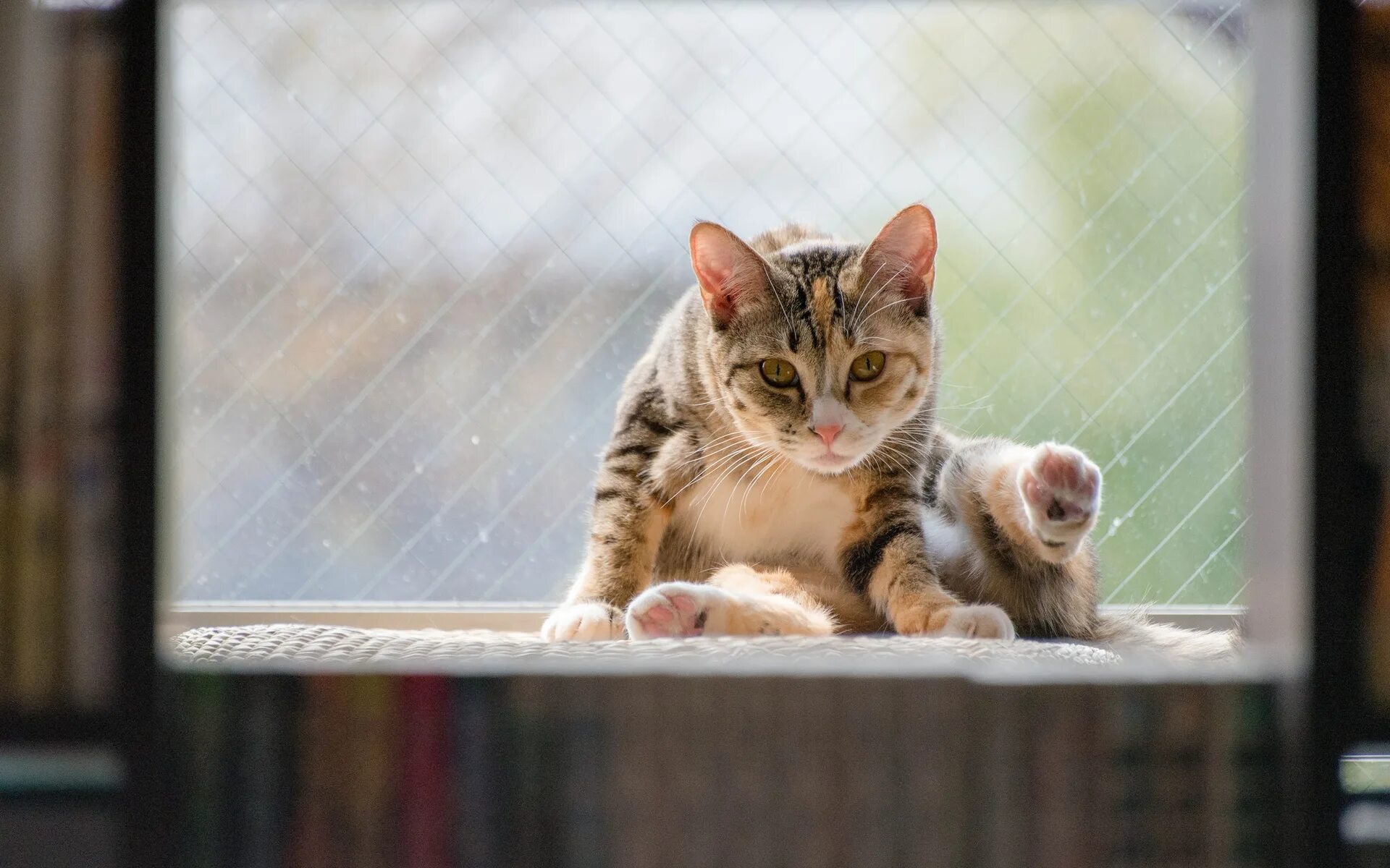 Кошка на окне. Кошки на окошке. Кошка на подоконнике. Животные на окна. Картинка cat net