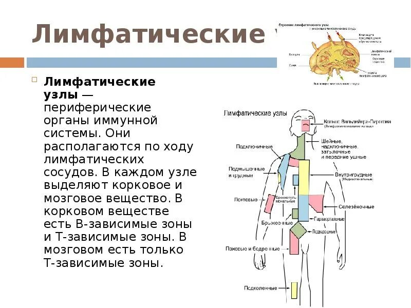 К лимфатическим узлам относится. Строение лимфатической системы и лимфатического узла. Где располагаются лимфатические узлы органов. Система органов биология 8 класс таблица иммунная система. Лимфатические сосуды орган иммунной системы.