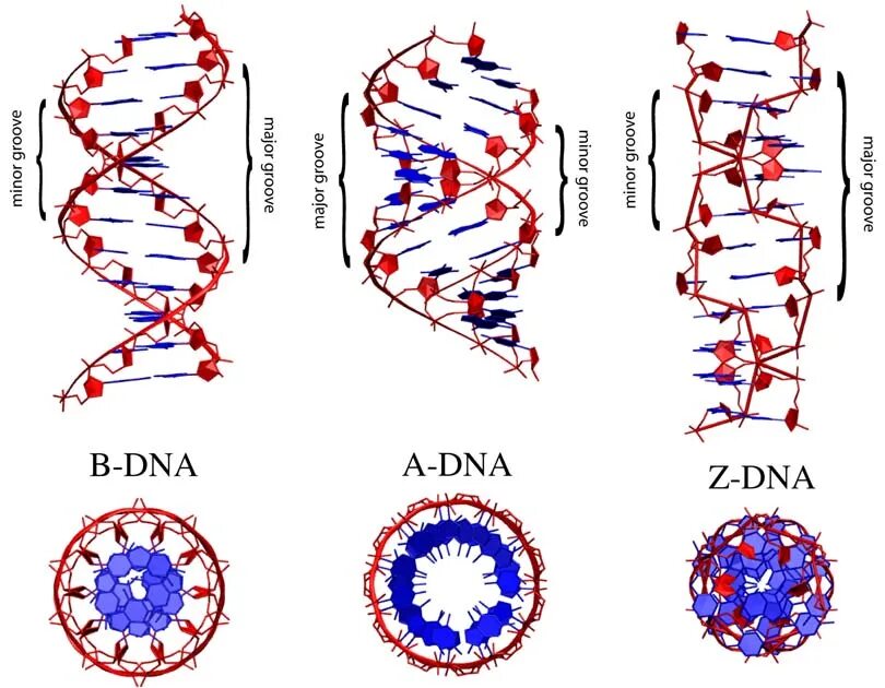 Z ДНК. A B Z формы ДНК. Формы структуры ДНК. Наиболее часто встречающаяся форма ДНК.