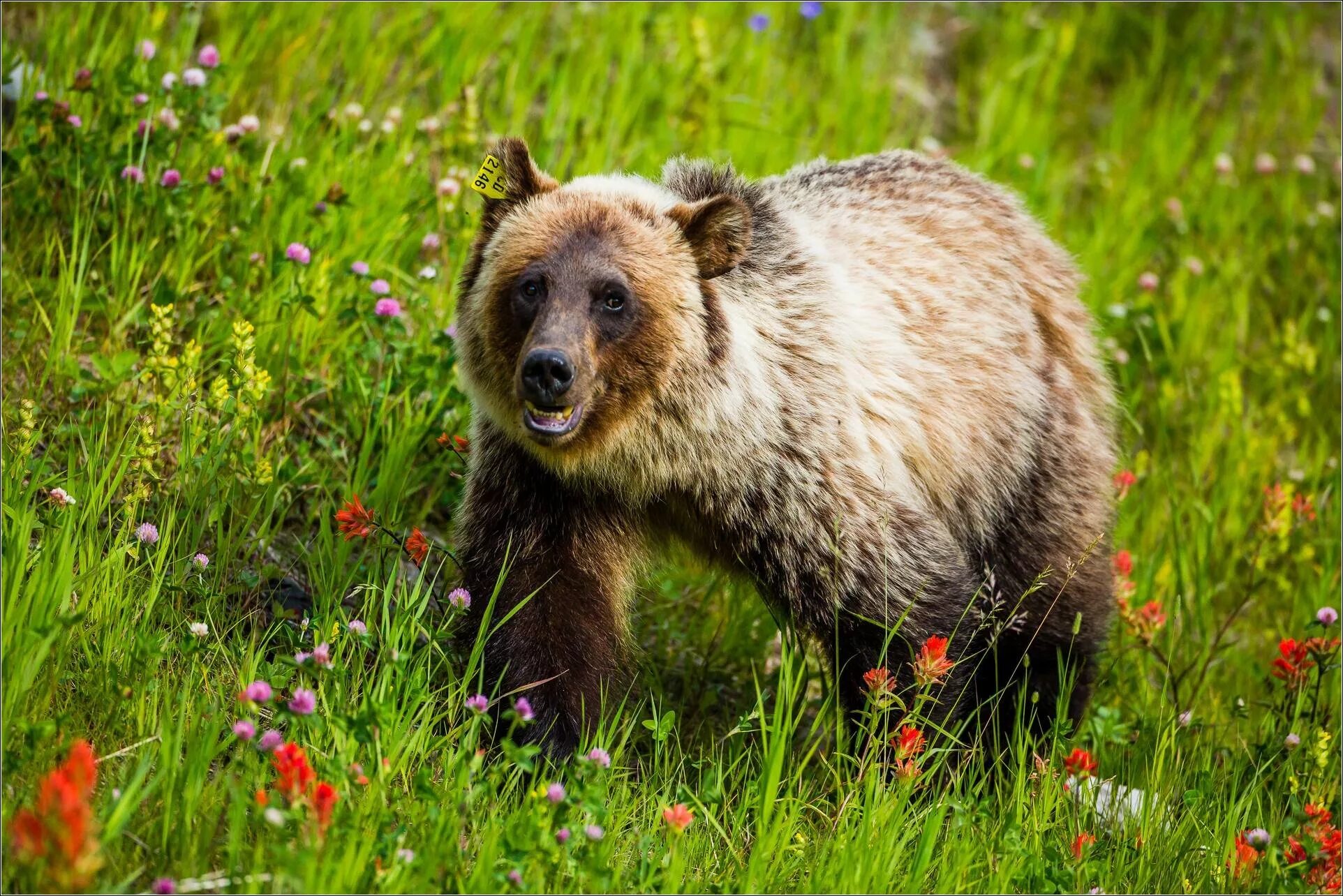 Гризли grizzly, гризли, медведь. Бурый медведь сихотэ алинь. Медведь портрет. Северная америка медведь гризли. Гризли ветеринарная.