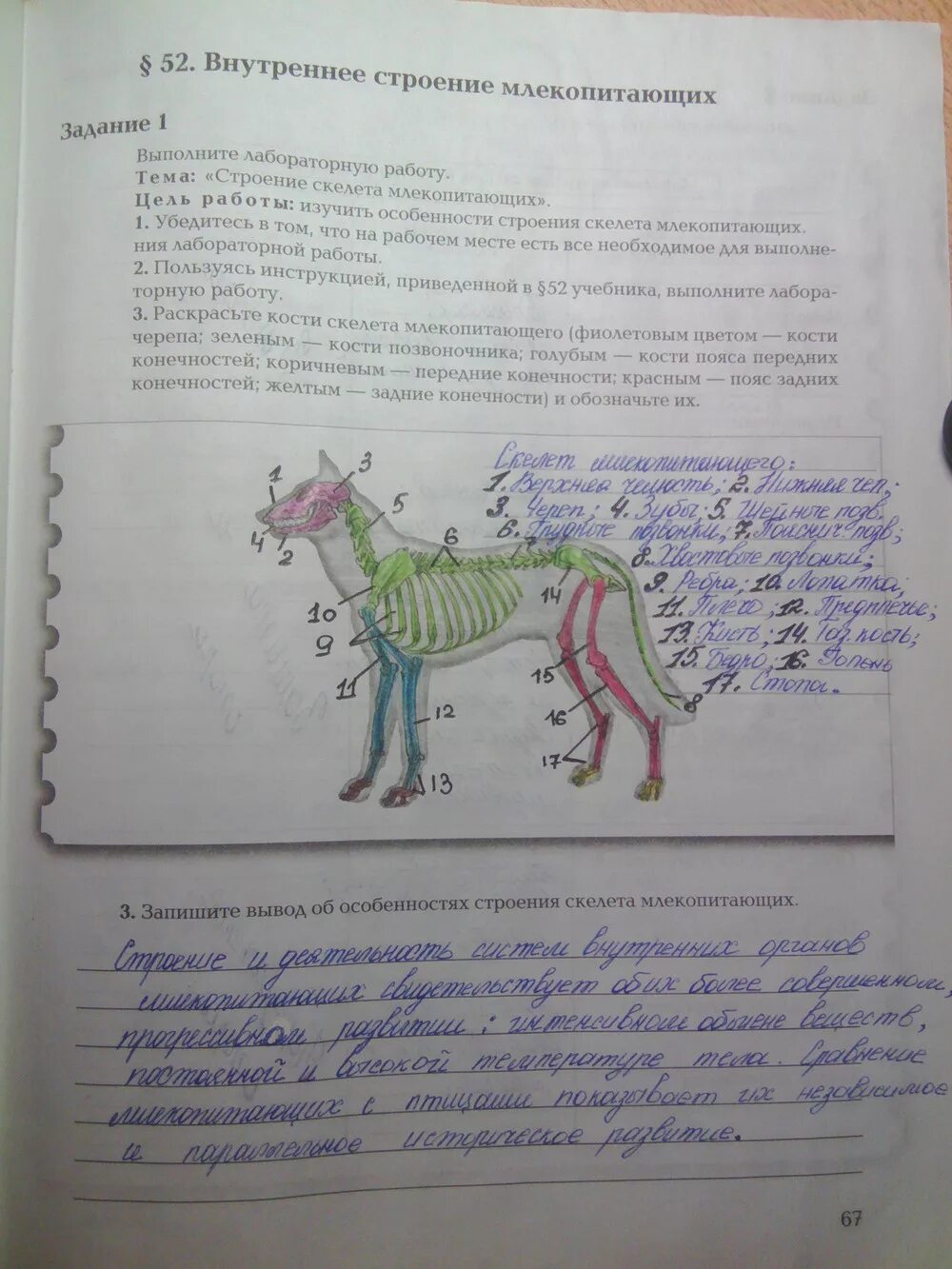 Лабораторная по биологии исследование особенностей скелета млекопитающих. Лабораторная работа 8 класс скелет млекопитающего. Лабораторная работа изучение внешнего строения млекопитающих. Строение скелета млекопитающих. Лабораторная работа строение млекопитающих.