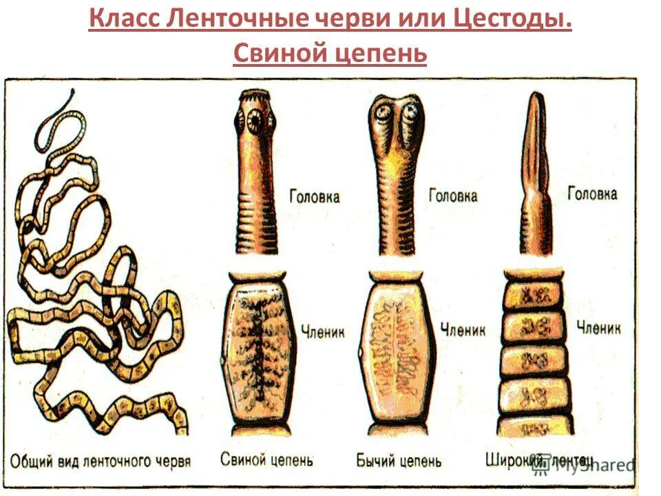 Членики ленточного червя. Ленточный червь бычий цепень. Ленточные черви свиной цепень. Класс ленточные черви Cestoidea. Цестоды, ленточные глисты..