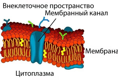 Оболочка над мембраной животной клетки
