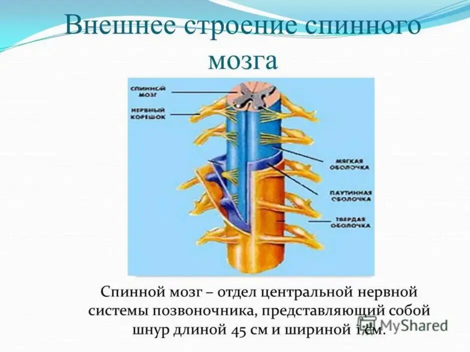 Каковы функции спинного. Наружное строение спинного мозга. Внешнее строение спинного мозга анатомия. Внешнее и внутреннее строение спинного мозга анатомия. Внутреннее строение спинного мозга анатомия.