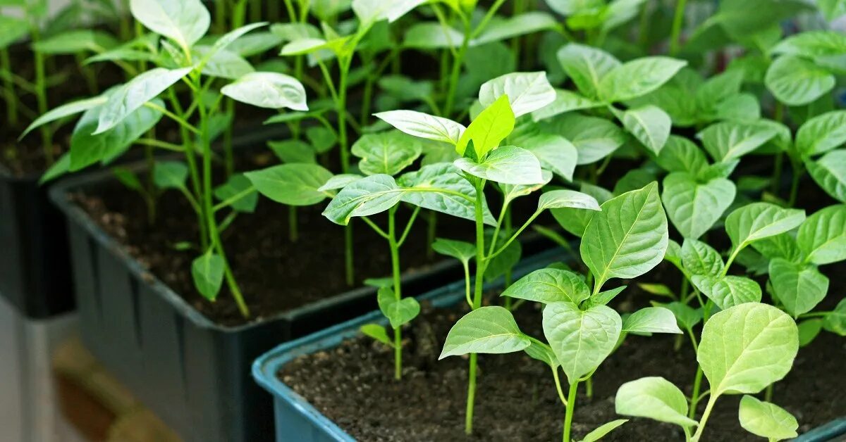 когда сажать рассаду перца в 2024. перец паприка рассада. высаживание рассады перца. рассада перца хабанеро. когда сажать рассаду перца в 2024.