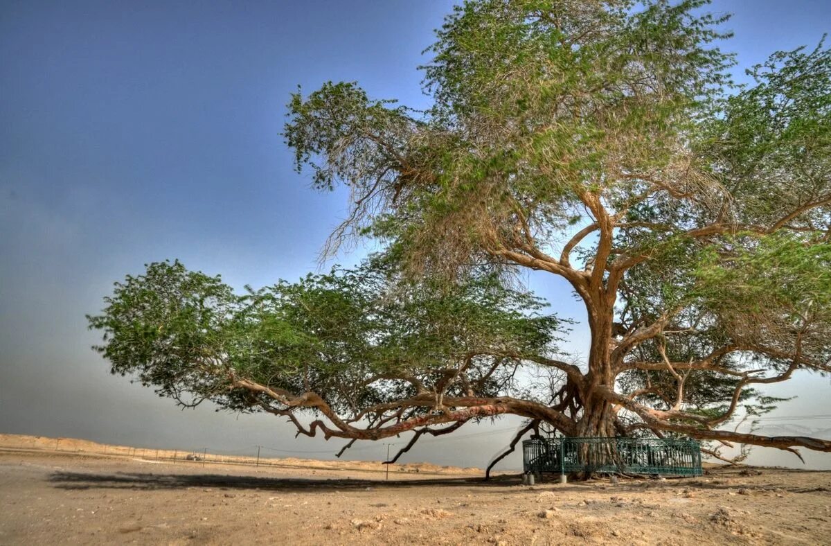 Дерево Элайя Буйбон. Древо жизни Бахрейн. Мескитовое дерево. Tree of Life Бахрейн. Какое дерево называют деревом жизни