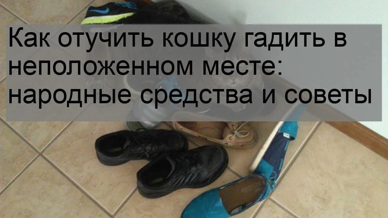 Надо отучать. Как отучить кошку гадить в неположенном. Отучить кота гадить в неположенном месте. Как отучить котёнка гадить. Как отучить кошку писать в неположенном месте народные средства.