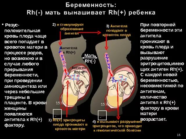 Анализ на резус антитела. Антитела при беременности. Норма антител у беременных с отрицательным резусом. Анализ на антитела при резус конфликте. У мамы резус отрицательный у плода положительный.