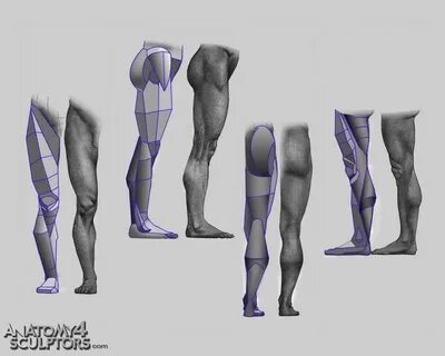 Legs anatomy