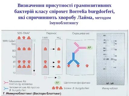 Панель антинуклеарных антител