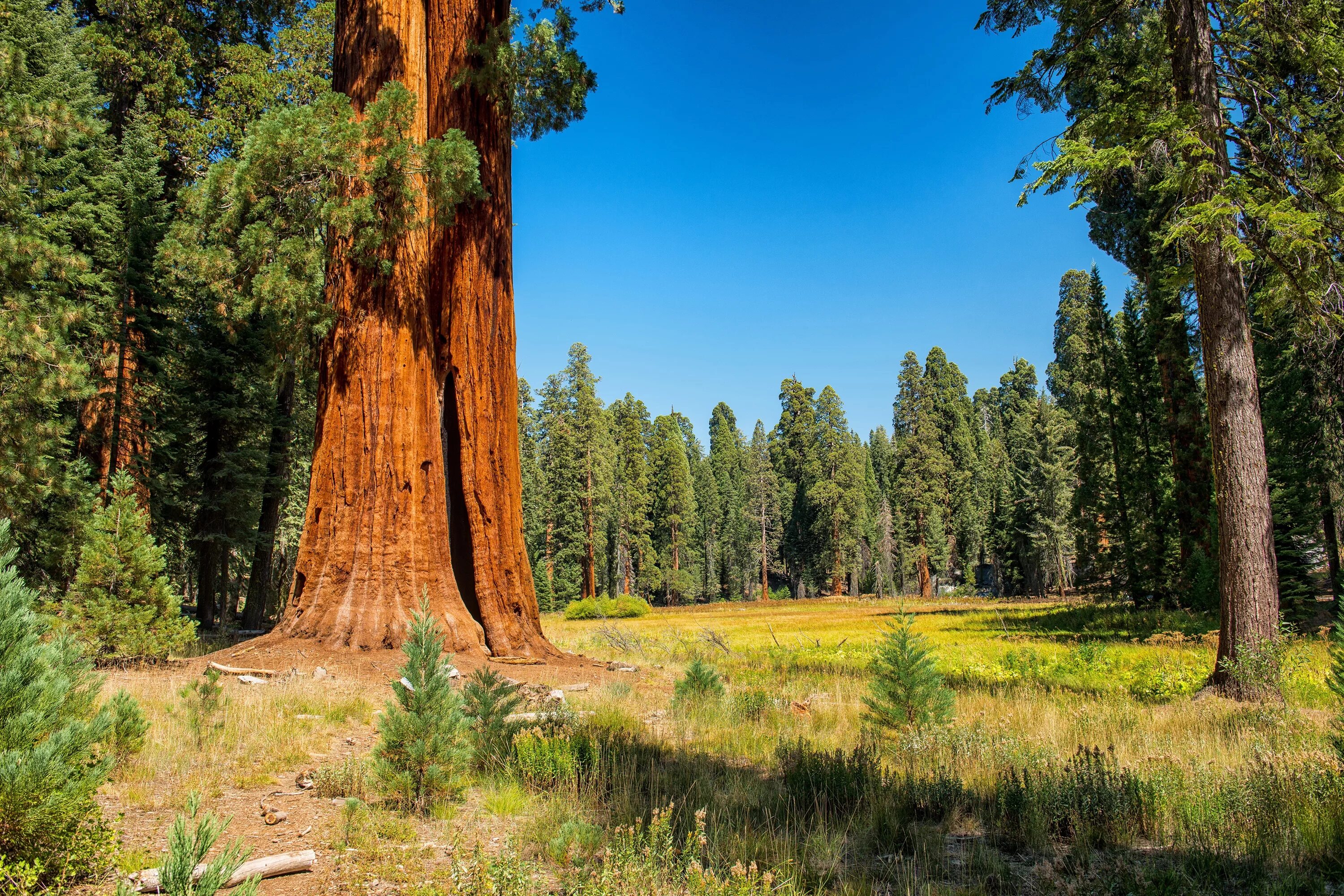 Огромные стволы деревьев. Национальный парк Секвойя США. Парк Секвойя Калифорния. Секвойя дерево. Лес с секвойями в США.