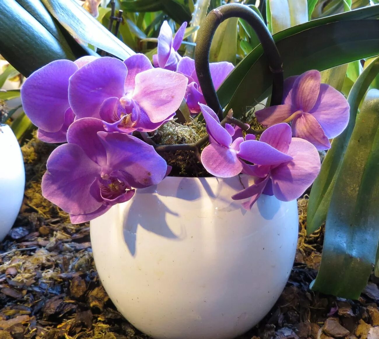 Как отличить орхидею. Фаленопсис в горшке. Орхидея в горшочке. Красивые горшки для орхидей. Шикарные орхидеи в горшках.