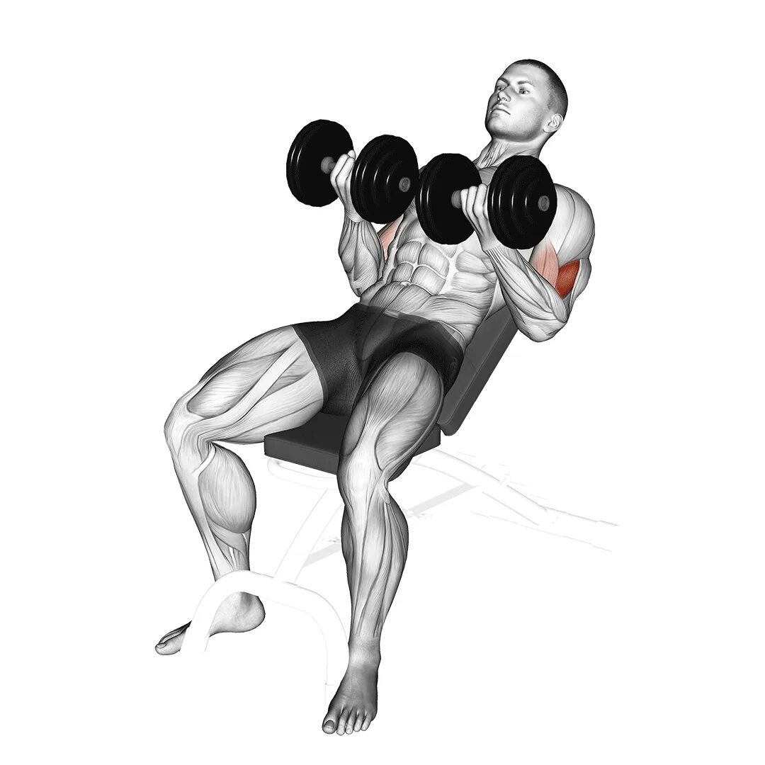 Curl version. Incline Dumbbell Curl. Incline Hammer Curls. Incline Dumbell Bench. Seated Dumbbell Curl.