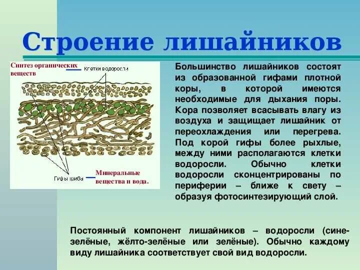 Гриб в составе лишайника создает