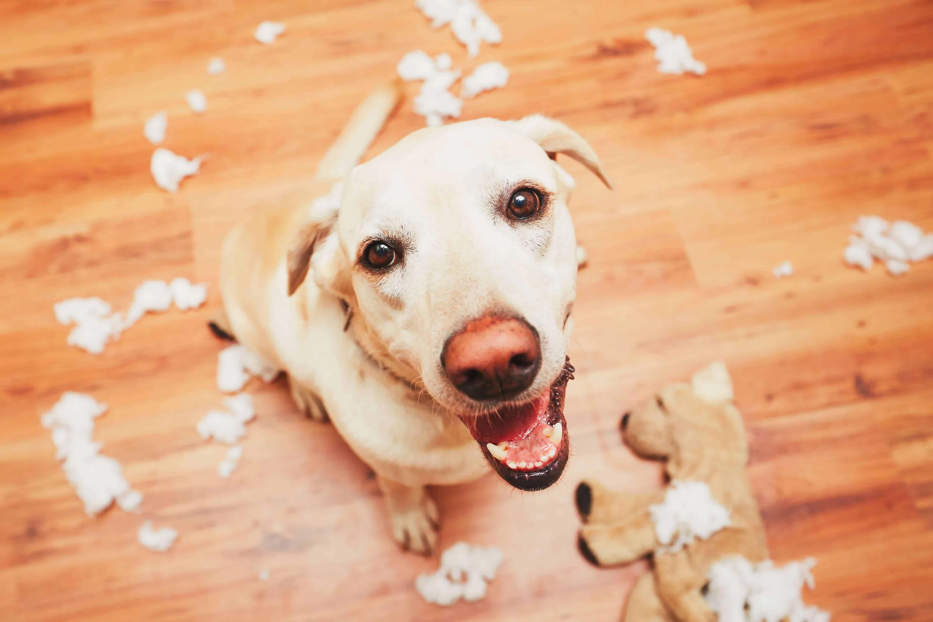 Непослушный щенок. Dog Alone Home. Щенок грызет. Самостоятельный щенок. Собака грызет обои