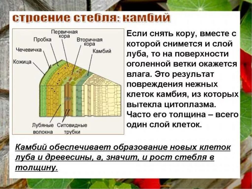 Какова функция коры. Биология 6 класс тема строение стебля. Строение стебля внутреннее строение стебля. Строение стебля дерева биология. Тип ткани камбия у стебля.
