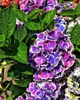 Purple описание