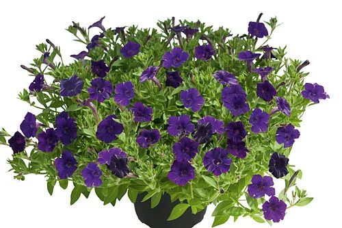 Петуния littletunia violet. Петуния littletunia fuchsia. Петуния петуния бубль гум. Петуния littletunia pink. Вегетативная петуния тайдал.