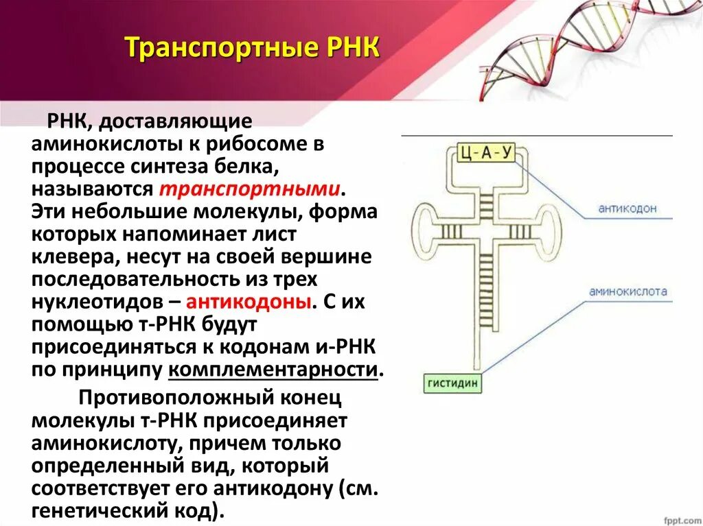 Синтез белка РНК ТРНК. ТРНК МРНК ТРНК. Синтез ТРНК осуществляет. Схема ТРНК.