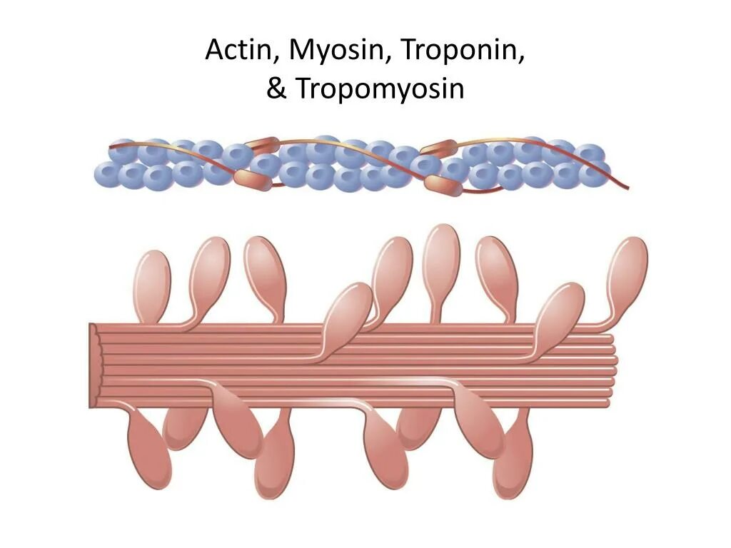 Актин и миозин. Актин миозиновый комплекс. Тропонин и миозин. Актин миозин тропонин. Сокращение актина и миозина