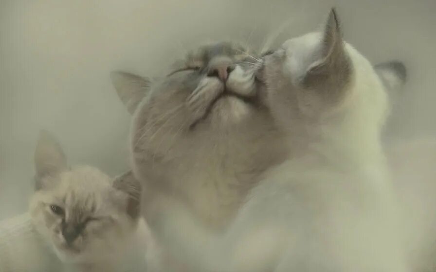 Кошка моя любовь. Кошка моя любовь. Кот и кошка любовь. Кошка моя любовь. Кошка моя любовь.