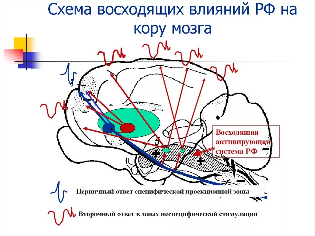 Процесс торможения в коре головного мозга. Схема восходящих влияний РФ на кору мозга. Восходящая ретикулярная активирующая система мозга. Восходящая активирующая система мозгового ствола. Восходящая активирующая система ретикулярной формации.