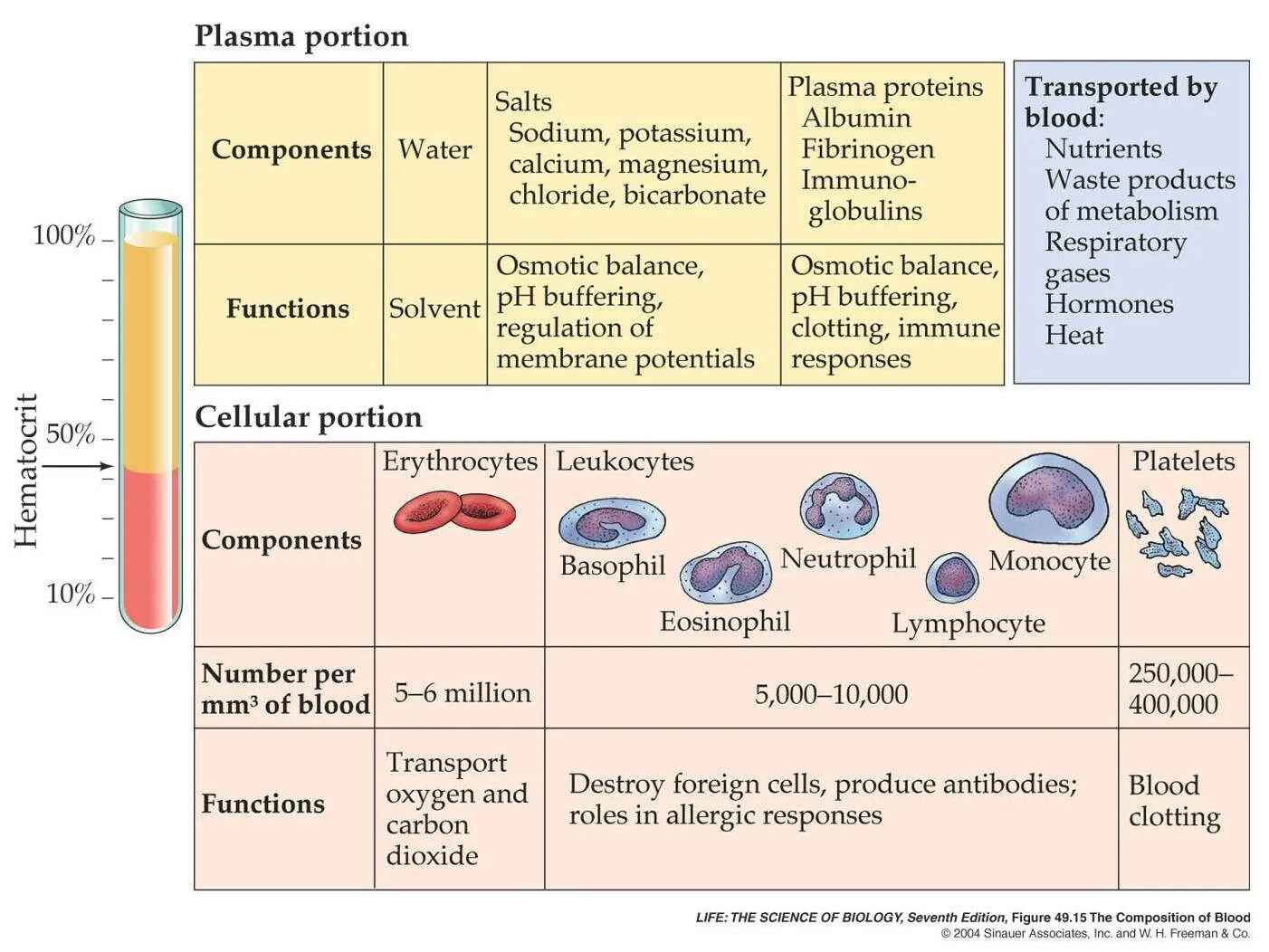 Blood Plasma function. Functions of Blood. Blood Composition. Blood Plasma Proteins.
