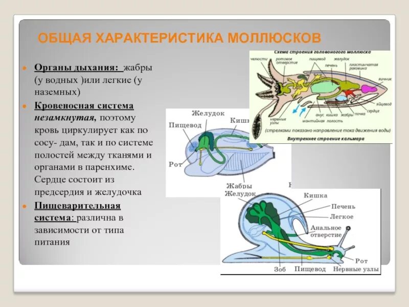 Какие органы дыхания характерны для наземных моллюсков. Выделительная система двустворчатых головоногих. Выделительная система моллюсков. Выделительная система головоногих. Пищеварительная система головоногих моллюсков.