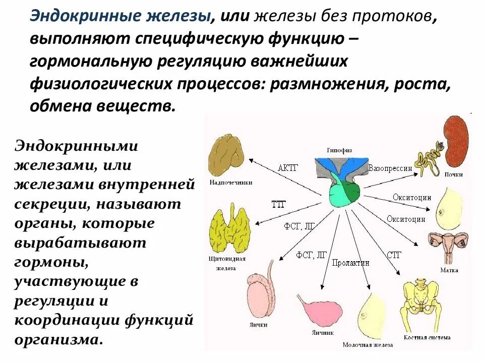 Возрастные особенности эндокринных желез. Возрастные особенности эндокринной системы. Возрастные особенности эндокринной системы. Особенности строения эндокринной системы. Таблица железы внутренней секреции 8 класс.