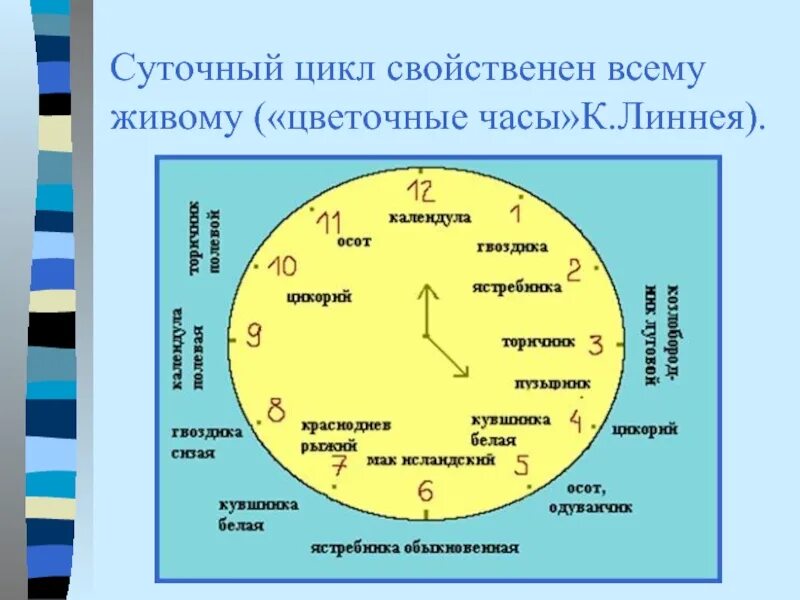 Типы суток. Биологические часы Линнея. Часы Карла Линнея биологические часы. Биологические часы Карла Линнея цветочные. Цветочные часы Линнея таблица.