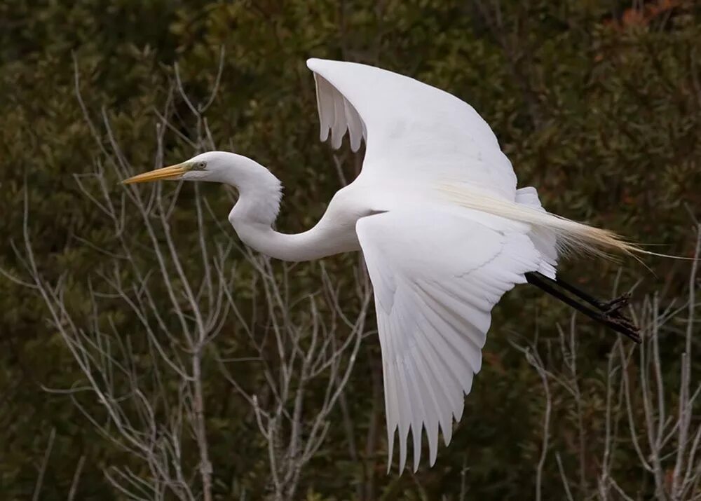 Огромные белые птицы. Большая белая цапля (лат. Ardea Alba). Большая белая цапля красная книга. Большая белая цапля (Egretta Alba). Большая белая цапля в Беларуси.