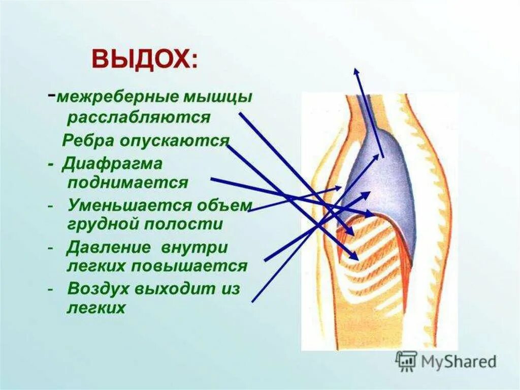 Межреберные мышцы и диафрагма. Наружные межреберные мышцы при выдохе. Наружные межреберные мышцы при вдохе. Вдох выдох межреберные мышцы ребра диафрагма объем грудной полости.