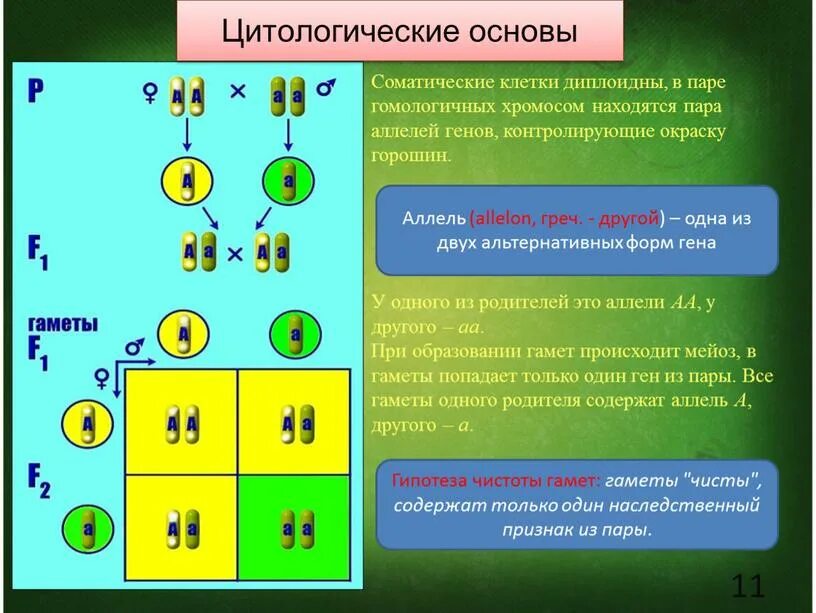 Гены находящиеся в разных парах. Аллельные гены закономерности наследования. цитологические основы наследования. цитологические основы наследования признаков. цитологические основы наследования генов.