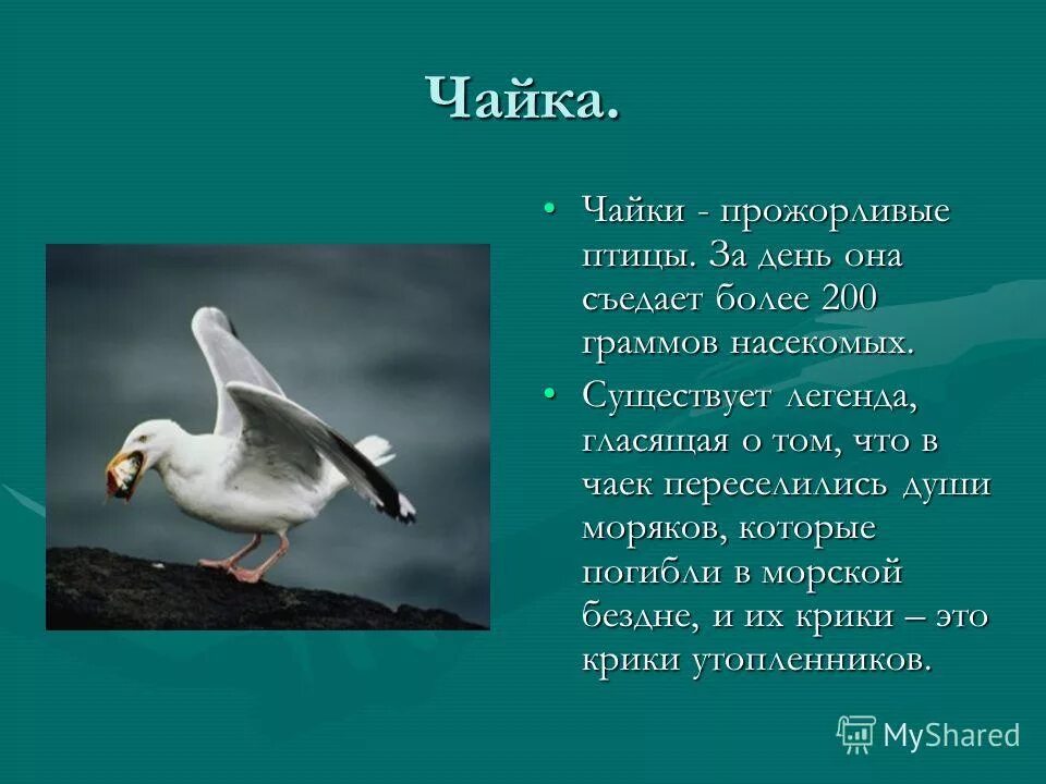 Текст про чаек. Рассказ о Чайке. Интересные факты о Чайках. Доклад о Чайке. Доклад о Чайках.